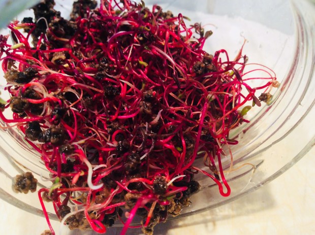 Beet sprout / Germes de betteraves