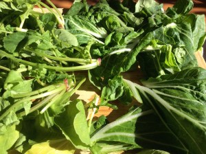 Bok Choy and Radish Tops