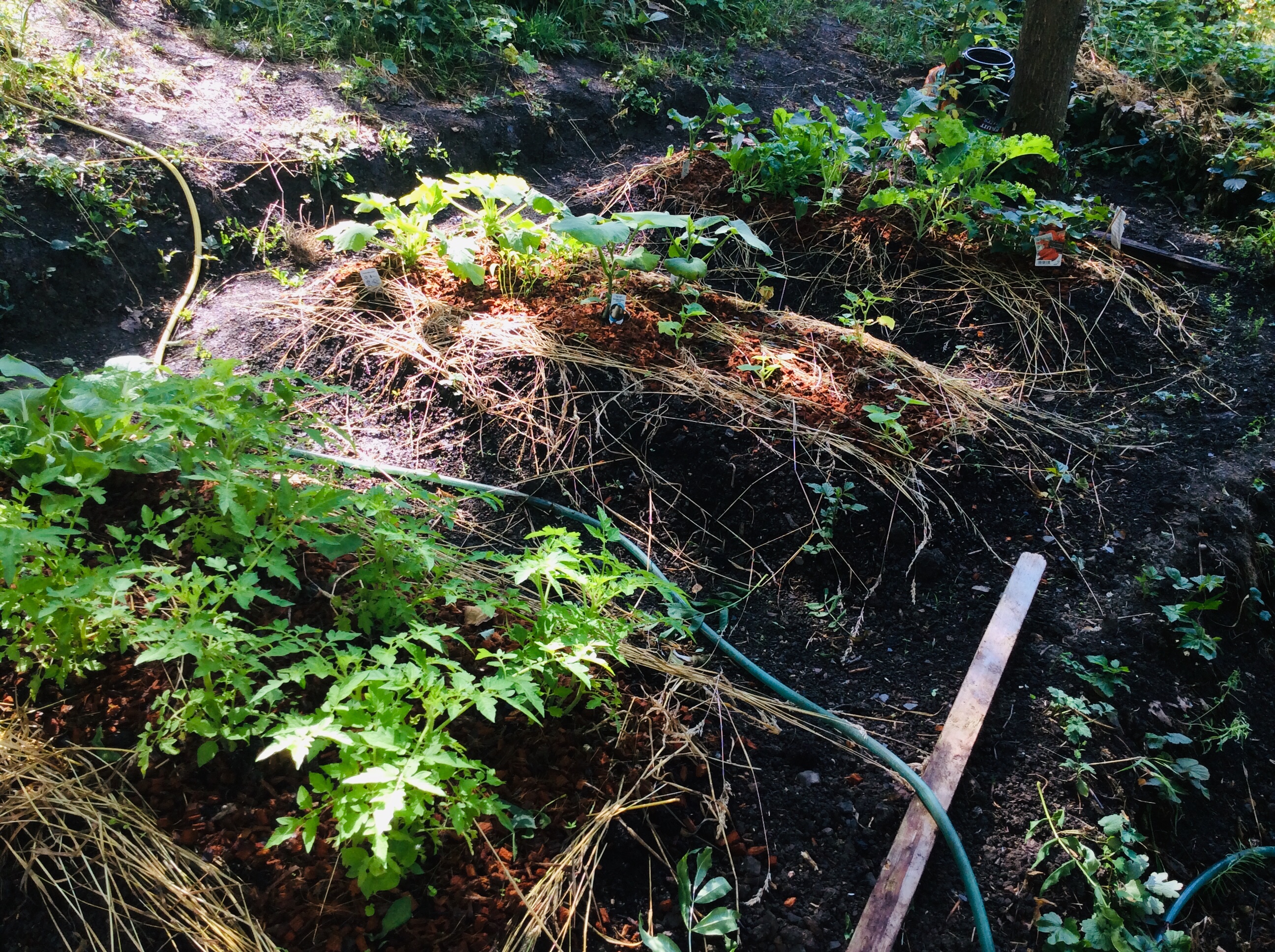 Health Benefits of a Vegetable Garden / Bénéfices sur la santé d’un potager