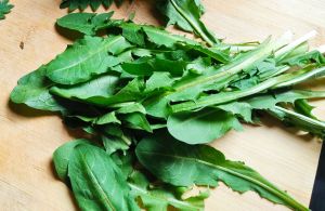 Le pissenlit, détox