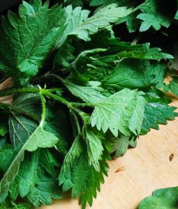L'ortie la reine de la vitalité
